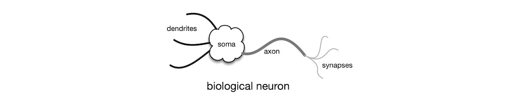 biological neuron